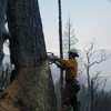 Liberty Lumberjack gallery