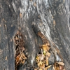 Royal Pest & Termite gallery