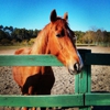 Arnett's Gulfside Trail Rides & Stables gallery