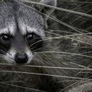 JT Wildlife Removal - Pest Control Services