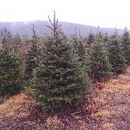 Twin Valley Evergreens - Landscape Contractors