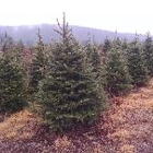 Twin Valley Evergreens