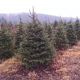 Twin Valley Evergreens