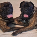 Always Faithful Dog Training of Southeast Arizona