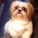 For the Love of Dogs - Pet Grooming