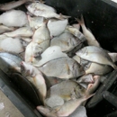 Nagle John - Fish & Seafood-Wholesale