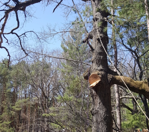 Triplowskis tree service - Reed City, MI