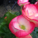 Stange Greenhouse - Greenhouses