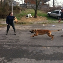 Gray Kennels - Dog Training