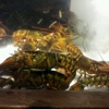 Red Lobster gallery