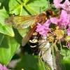 Shoreline Pest Solutions gallery