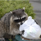 SafeHaven Pest Control