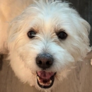 Fetch! Pet Care - Pet Sitting & Exercising Services