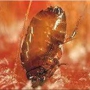 Arc Termite and Pest Control