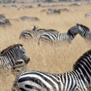 Go Africa Adventures Tours & Safaris - Travel Agencies