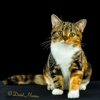 BiAmeriKitty American Shorthairs gallery