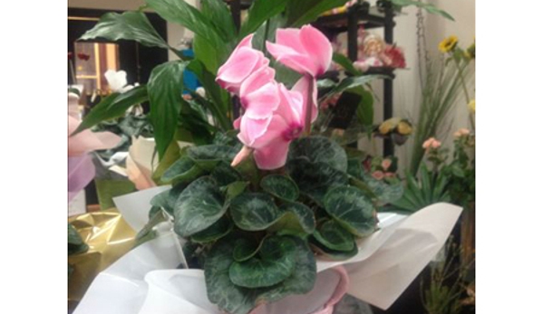 Boronia Exclusive Florists - Ballarat Central, VIC