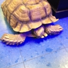 Williams Greenbank Aquarium gallery