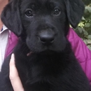 Peak Performance Labradors - Pet Services