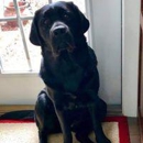 Point Loma Pet Pantry - Pet Services