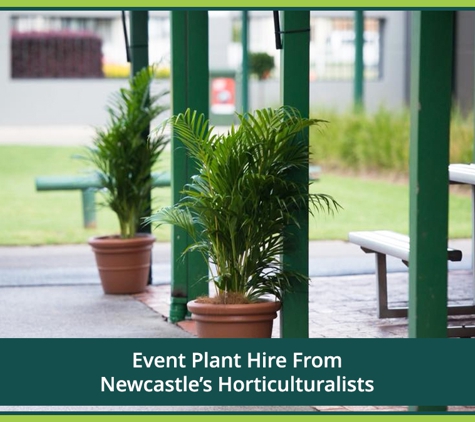 Jindalee Indoor Plant Service - Edgeworth, NSW. Event Plant Hire From Newcastle’s Horticulturalists