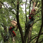 Woodlawn Tree Service