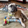 San Diego Dog Training gallery