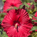 Agway of Cape Cod - Dennis - Garden Centers