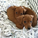 Just Puppies - Pet Stores