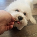 Woof Gang Bakery - Pet Grooming