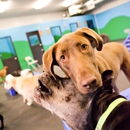 Dogdayz - Dog Training