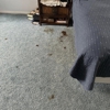 Seal & Shine Carpet & Floor Care gallery