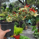MiMo Garden Center