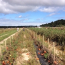 Bartlett's Ocean View Farm - Farms