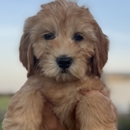 C Bar S Labradoodles