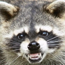 Critter Control Triad