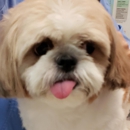 Mainstreet Veterinarians of Stone Mountain - Pet Services