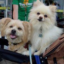 Top Dogs Pet Boutique - Pet Services