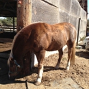 Webb Ranch - Horse Equipment & Services