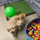 Majesty Pet Hotels