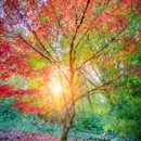 Arborwell Professional Tree Services - Tree Service