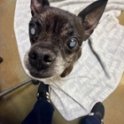 VCA Parkcrest Animal Hospital and Pet Lodge