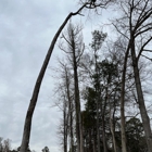 Branched Out Tree Service