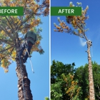 Guardian Tree Experts