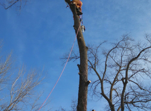 Kivisto West Tree Service LLC - Dassel, MN