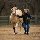 New England Horse Photography