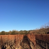 Anderson's Conn Valley Vineyards gallery