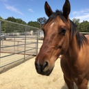 Lapeyre Ranch - A Premier Horse Boarding Facility - Horse Boarding