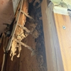 Royal Pest & Termite gallery