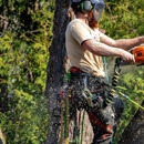 Evergreen Tree Trimming and Removal Service - Used Major Appliances
